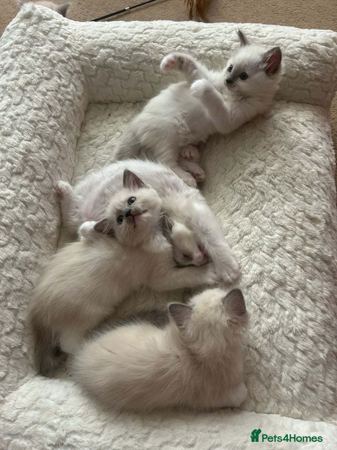 Ragdoll cats for sale: 5 Pure Ragdoll kittens - All Females -Pickup Ready - Image 3