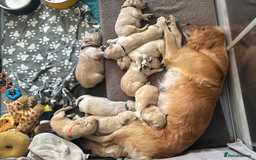 Golden Retriever dogs for sale: Golden Retriever Puppies! 💛🐶 - Image 8