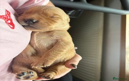 Goldador dogs for sale: Goldador puppies - Advert 6