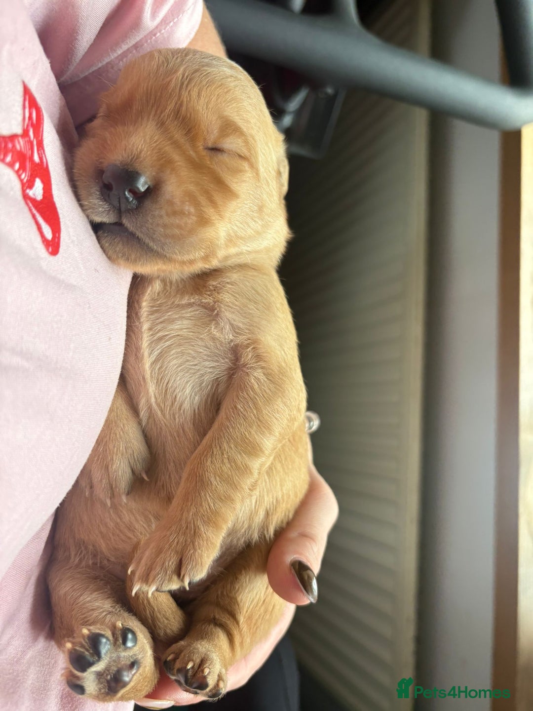 Goldador dogs for sale: Goldador puppies - Advert 6