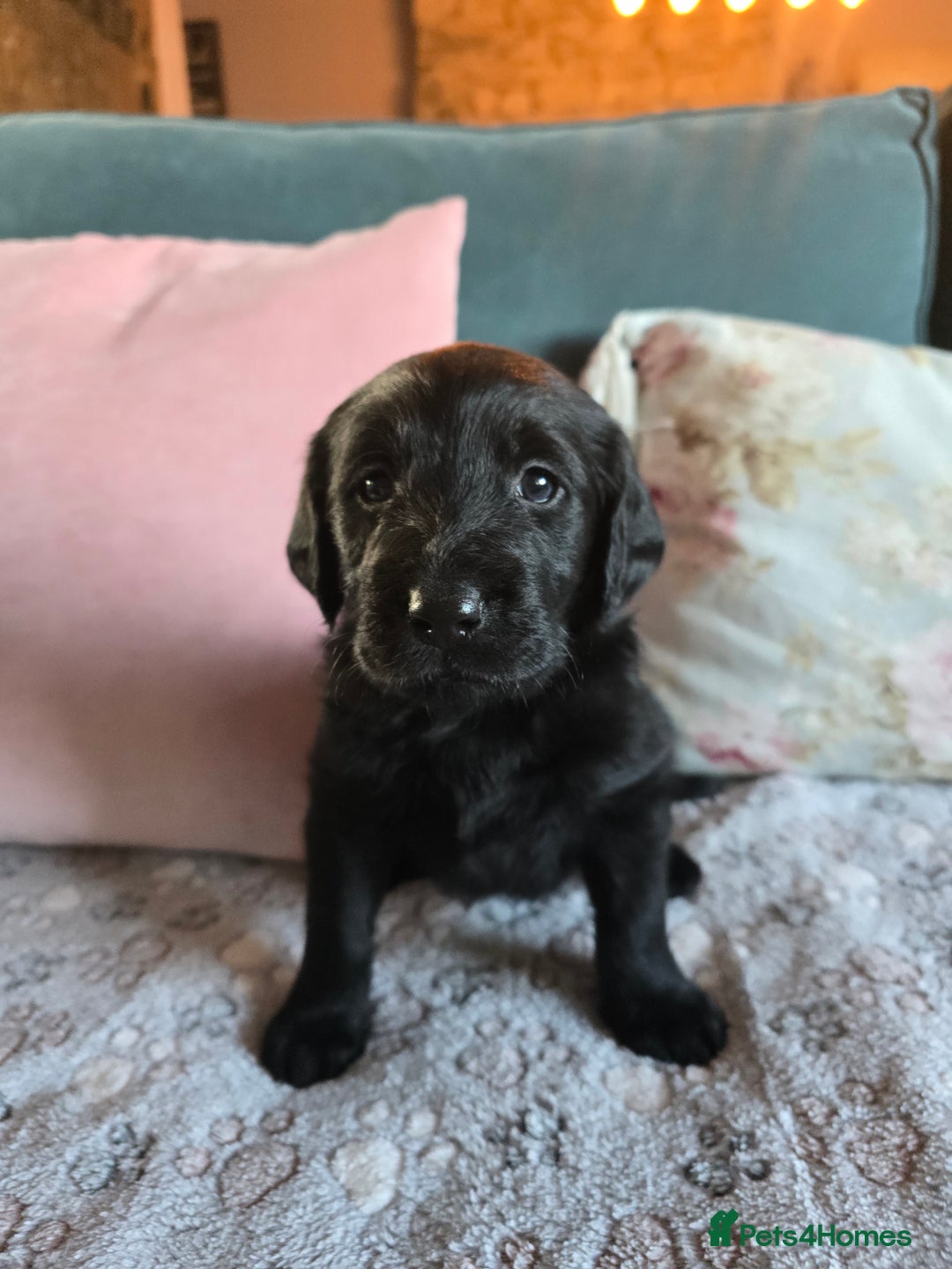 Labradoodle dogs for sale: Adorable Labradoodle puppies - Advert 17