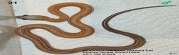 Corn Snake reptiles for sale: 2025 Scaleless cornsnakes  - Advert 6