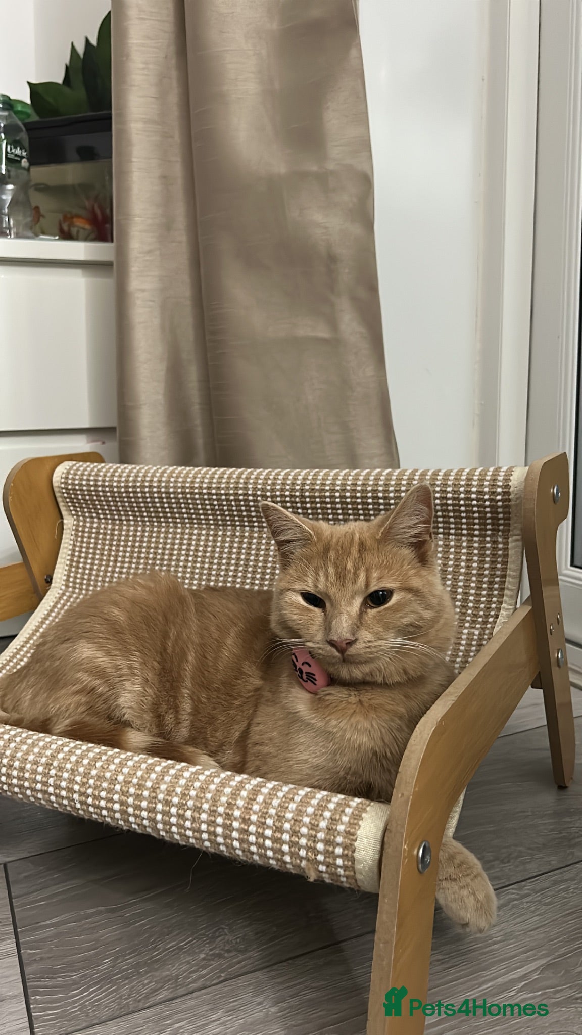 Mixed Breed cats Mixed breed  - Advert 5