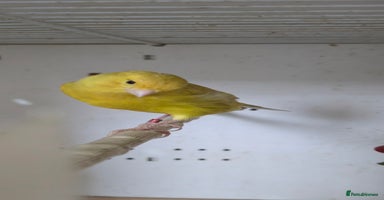 Canaries birds - Advert 5