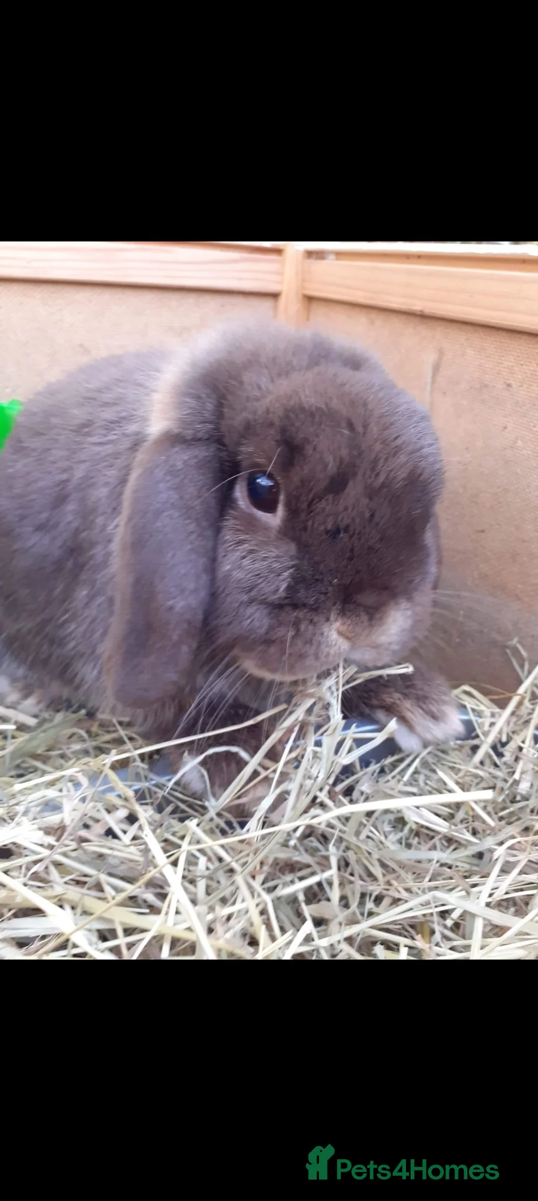 Mini Lop rabbits for sale: Lonely bunny in Liverpool - Advert 2