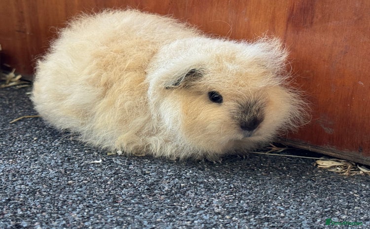 Guinea Pig rodents - Advert 9