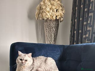 British Shorthair cats Gorgeous British Short Hair/Persian for Stud in Birmingham - Advert 8