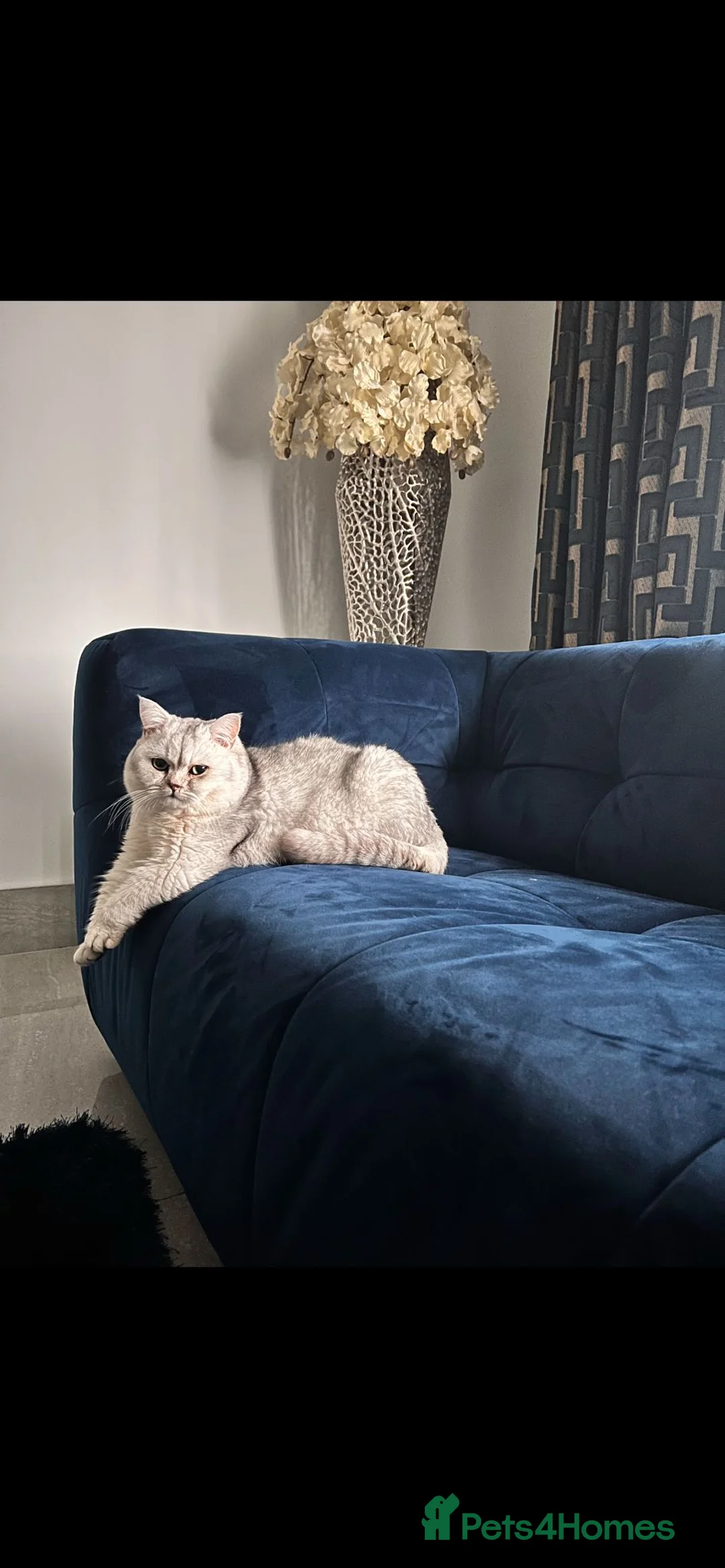 British Shorthair cats for stud: Gorgeous British Short Hair/Persian for Stud in Birmingham - Advert 1