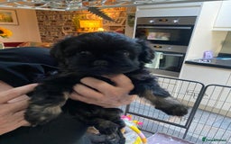 Griffon Bruxellois dogs for sale: New Kids on the Block - Image 2