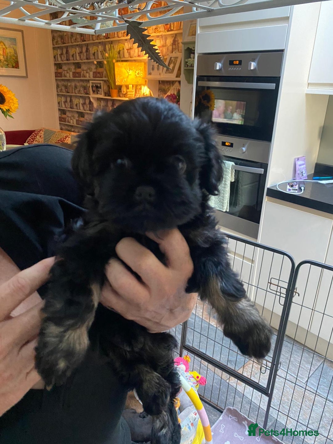 Griffon Bruxellois dogs for sale: New Kids on the Block - Image 2