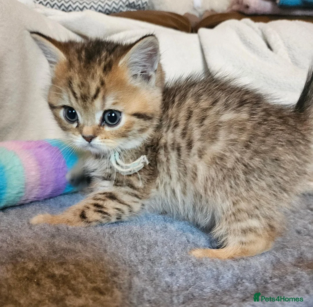British Shorthair cats for sale: Golden shaded / spotted  - Advert 16