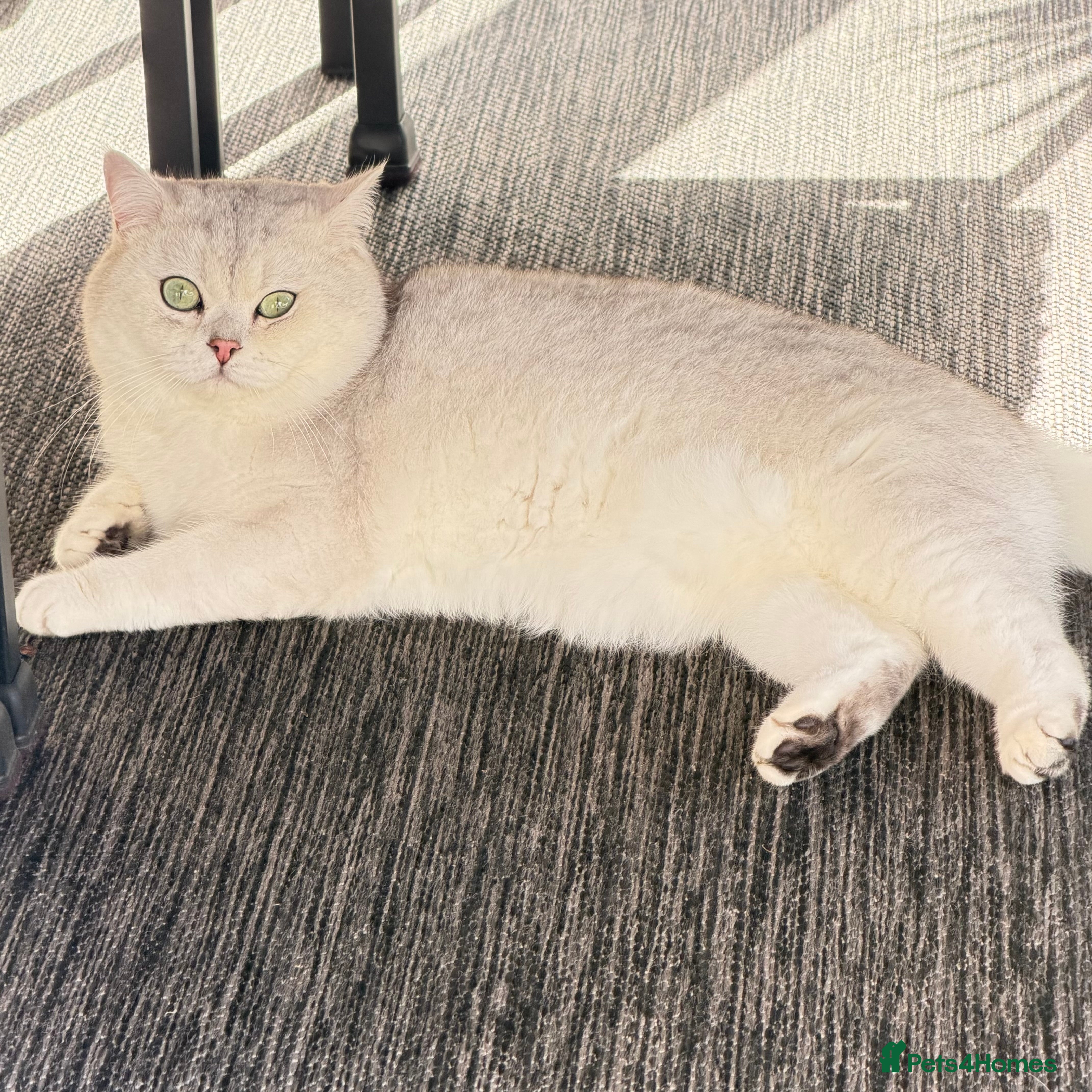 British Shorthair cats GCCF BSH (NS12) for stud  - Advert 5