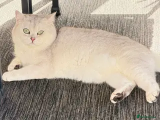 British Shorthair cats GCCF BSH (NS12) for stud - Advert 5