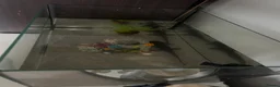 Axolotl reptiles for sale: 2x axolotls  in Chester - Advert 6