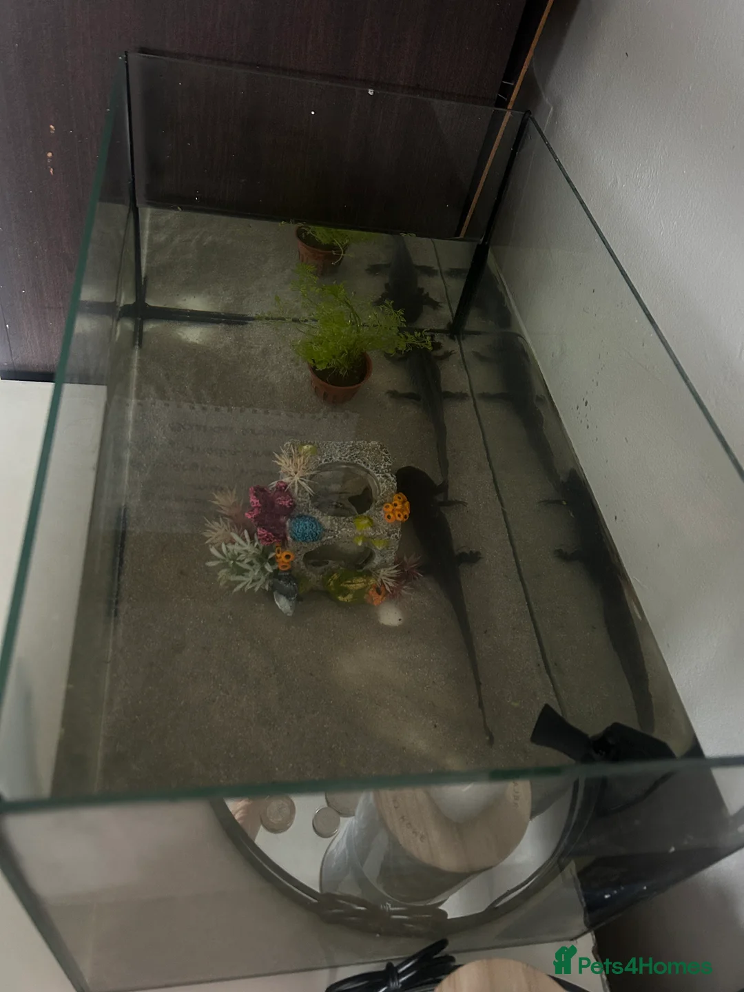 Axolotl reptiles for sale: 2x axolotls  in Chester - Advert 6