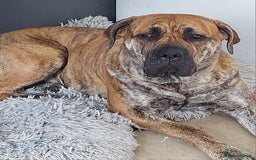 Mixed Breed dogs for stud: Looking for stud for my bitch  - Image 2
