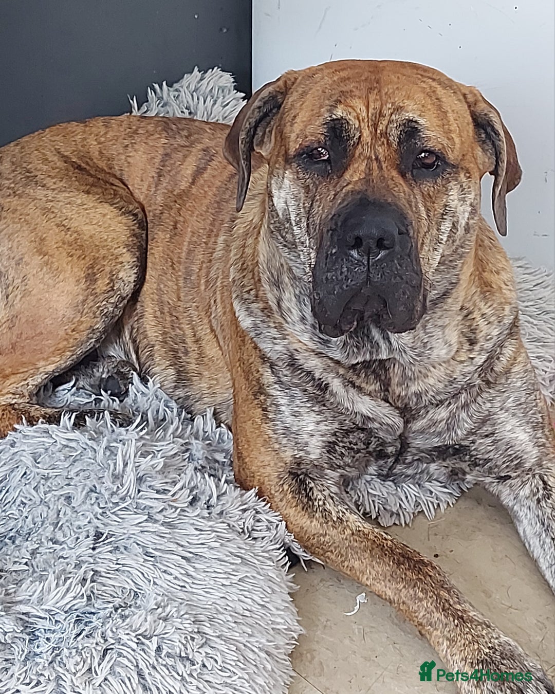 Mixed Breed dogs for stud: Looking for stud for my bitch  - Image 2
