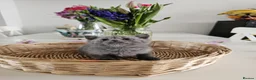 British Shorthair cats for sale: 🐾 🥰 British Shorthair Kittens 🥰🐾 - Advert 14