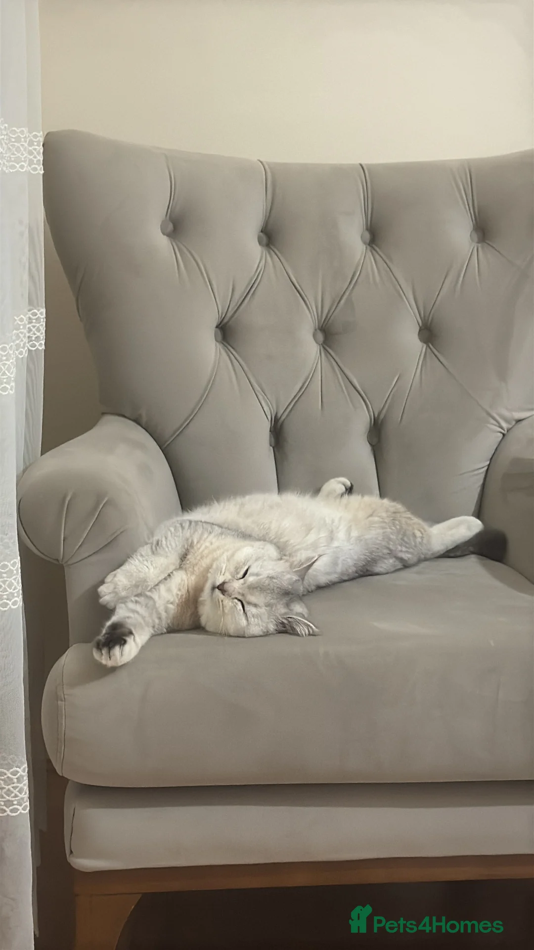 British Shorthair cats for sale: BRİTİSH SHORTHAİR 10 MONTHS - Advert 4