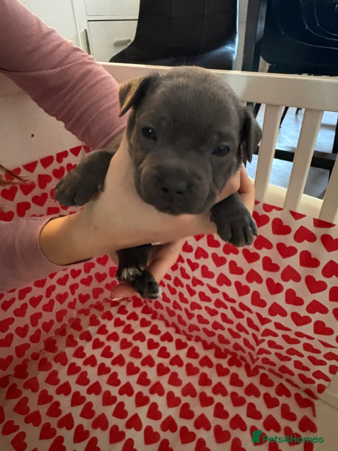 Staffordshire Bull Terrier dogs for sale: Blue staffy puppies, kent - Advert 24