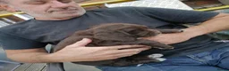 Sprocker dogs for sale: Sproker spaniel pups  - Advert 7