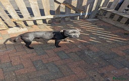 Staffordshire Bull Terrier dogs for sale: Blue staff for sale  - Image 2