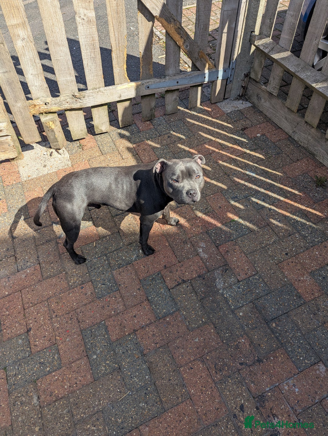 Staffordshire Bull Terrier dogs for sale: Blue staff for sale  - Image 2