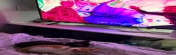 Domestic Shorthair cats for sale: Two cats -  litter box included  in Liverpool - Advert 3