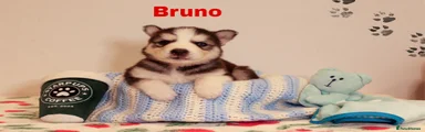 Bruno
