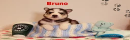 Siberian Husky dogs for sale: Pedigree husky puppies  in Clacton-on-Sea - Advert 15