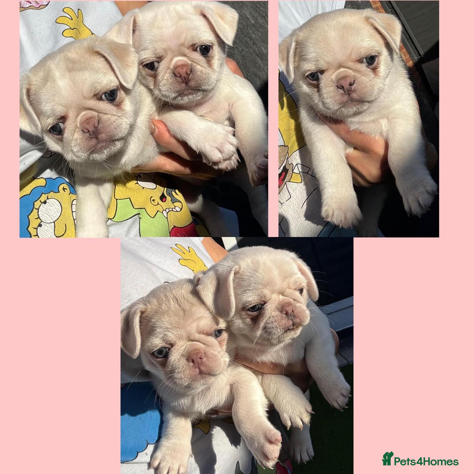 Pug dogs beautiful rare colour KC registered pug puppies - Advert 2