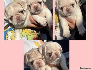 Pug dogs beautiful rare colour KC registered pug puppies - Advert 2