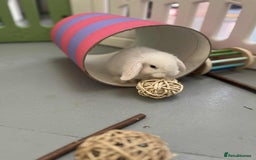 Mini Lop rabbits for sale: Mini Lop White Baby Bunny Ready Now!! - Image 7