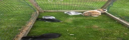 Mini Lop rabbits for sale: Mini lops  - Advert 8