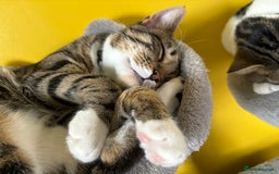 Mixed Breed cats for sale: Two beautiful cats - Image 13