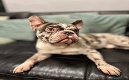 French Bulldog dogs for sale: French bulldog - Advert 6