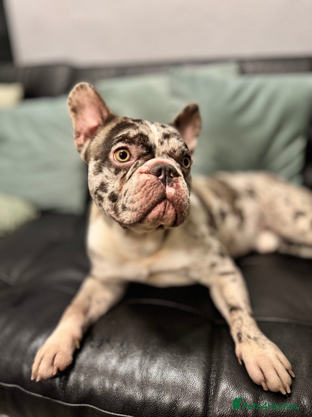 French Bulldog dogs for sale: French bulldog - Advert 6
