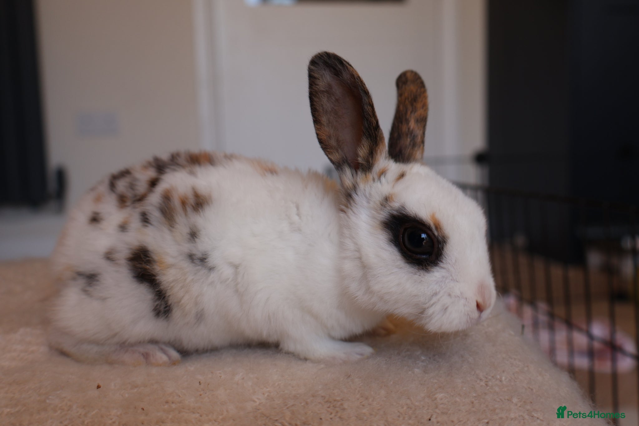 Rex rabbits Beautiful Mini Rex, Harlequin & Tri Colour - Advert 2