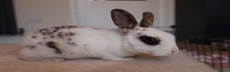 Rex rabbits for sale: Beautiful Mini Rex, Harlequin & Tri Colour - Advert 2