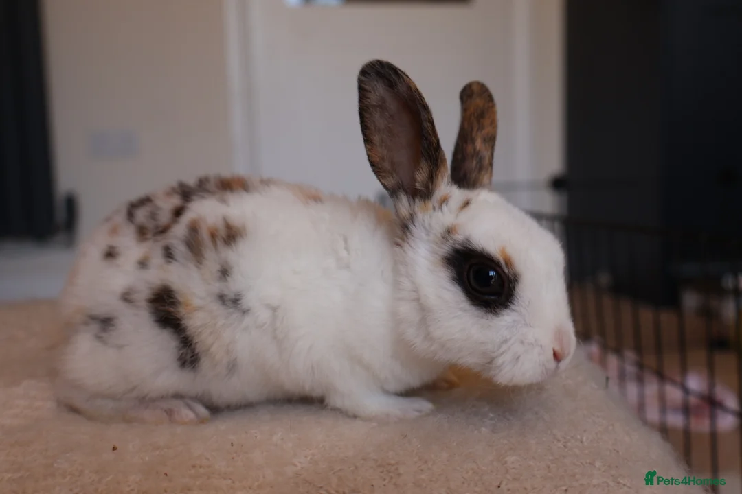 Rex rabbits for sale: Beautiful Mini Rex, Harlequin & Tri Colour - Advert 2