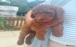 Standard Poodle dogs for sale: Beautiful Red Standard Poodles 3 Puppies Available - Image 10