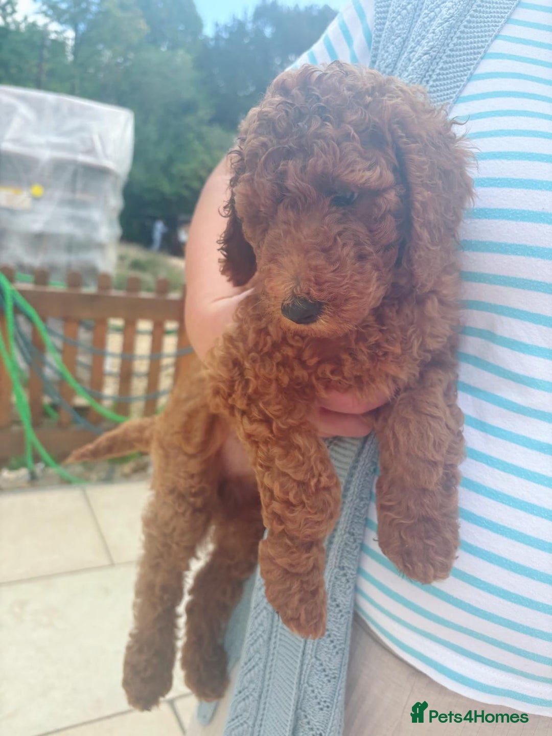 Standard Poodle dogs for sale: Beautiful Red Standard Poodles 3 Puppies Available - Image 10