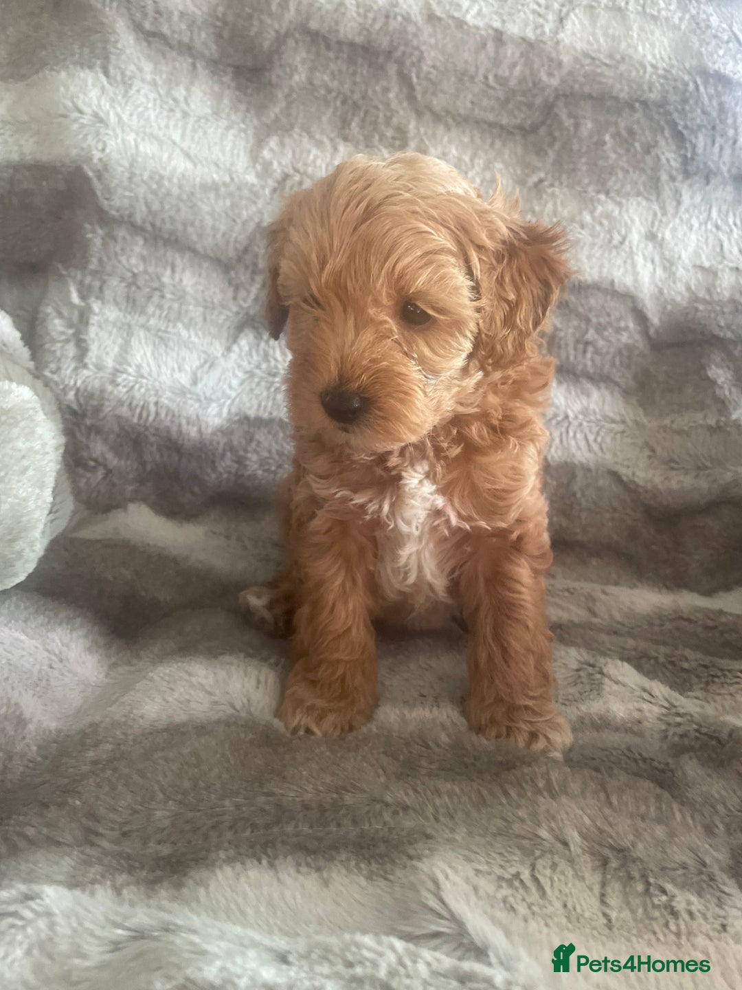 Toy Poodle dogs for sale: Toy poodle puppies  - Advert 11