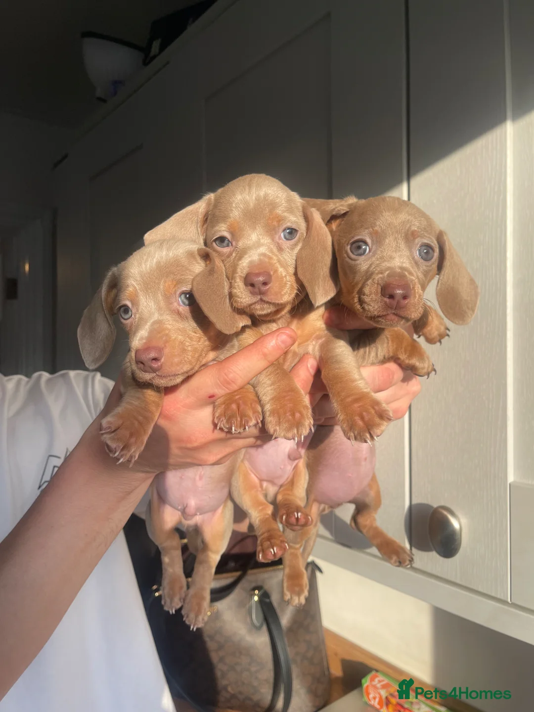 Miniature Dachshund dogs for sale: Miniature Dachshund's Isabella and Blue ❤️ - Advert 1