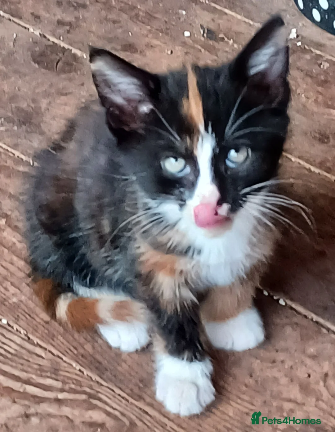 Mixed Breed cats for sale: Lovable kittens looking for new homes - Advert 2