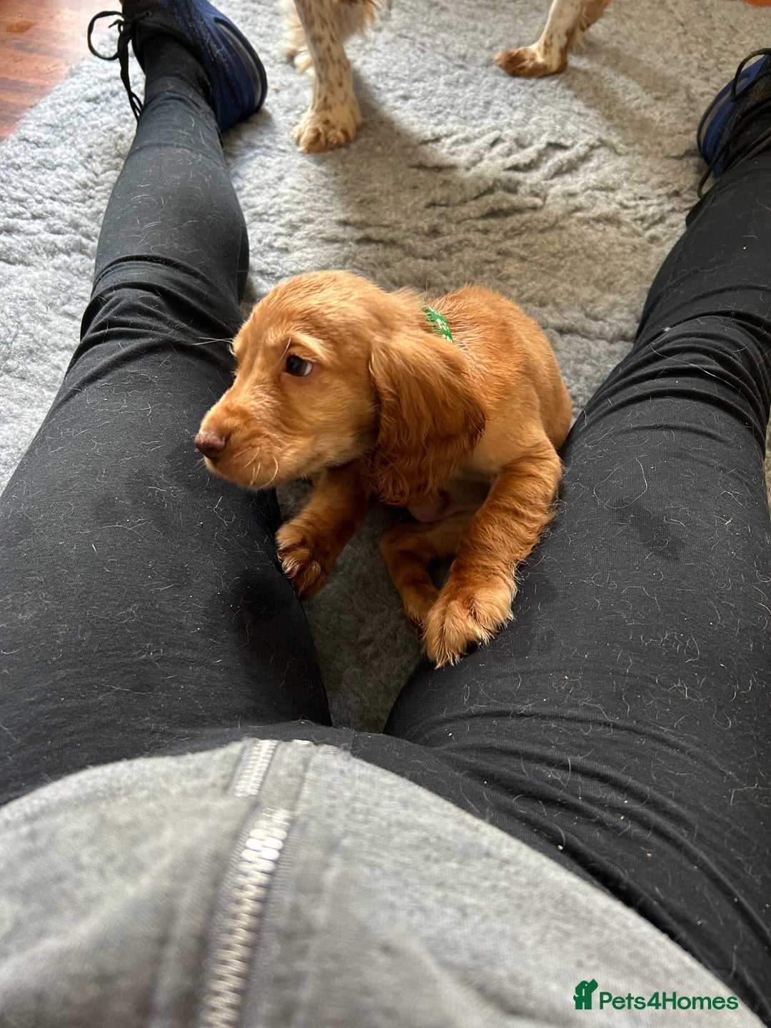 Cocker Spaniel dogs for sale: Kc cocker spaniels  - Image 10
