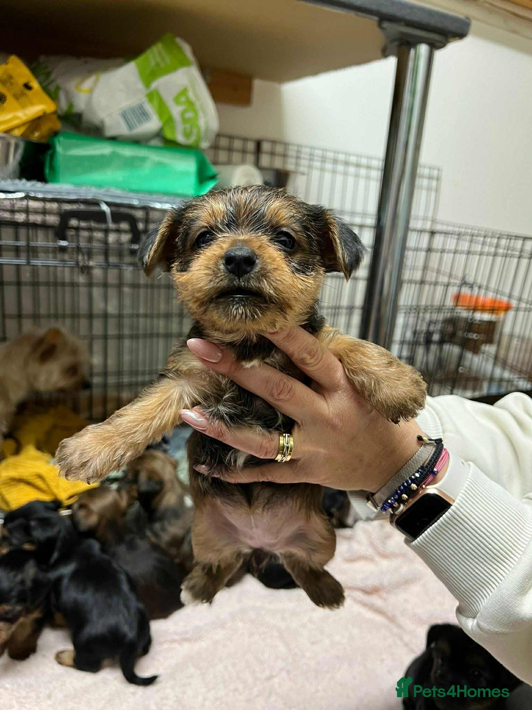 Yorkshire Terrier dogs for sale: Yorkshire Terrier  - Advert 4