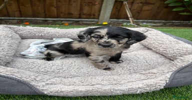 Labradoodle dogs - Advert 7