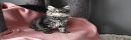 Siberian cats for sale: Siberian Kitens from Tunguska House Cattery - Advert 29