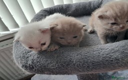 British Shorthair cats for sale: Adorable British short-hair kittens - Image 9